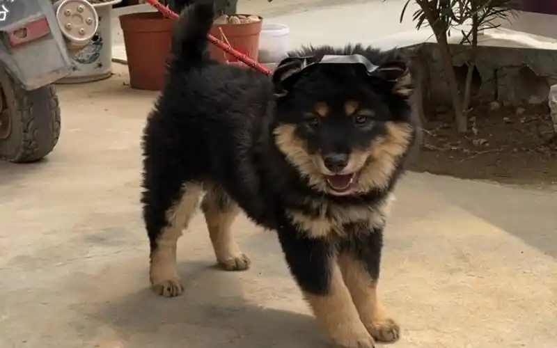 广西四眼铁包金土松,这条狗子真好看,豆豆眉清晰.