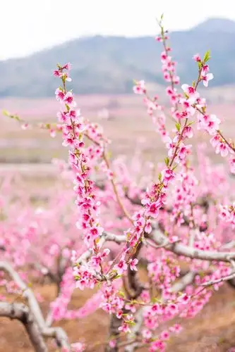 西海岸万亩桃花霸占你的春天一大波美图来了
