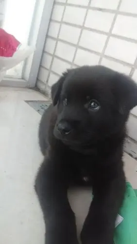 各位大师 请问这只小狗是什么品种 好像是小土狗 求指点