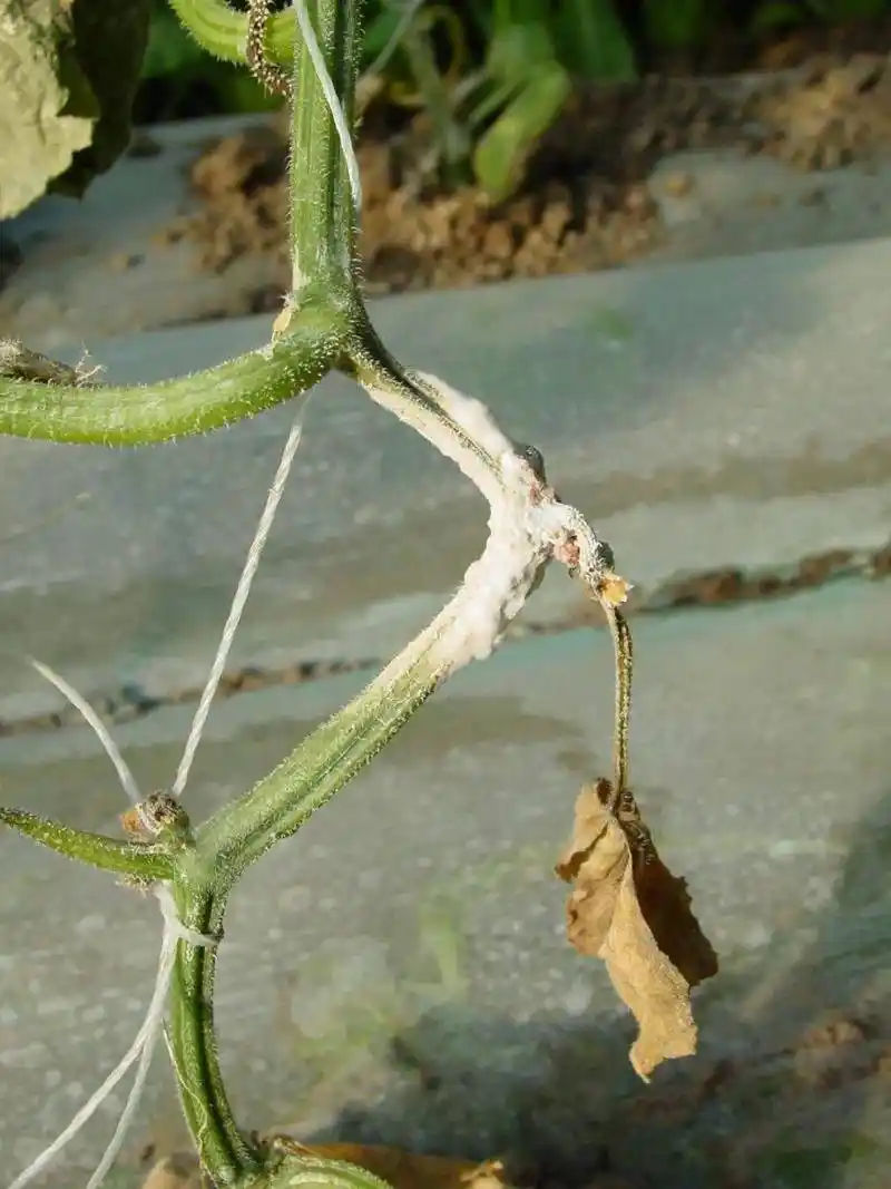 图文识病 | 黄瓜菌核病可不简单呢!_发病