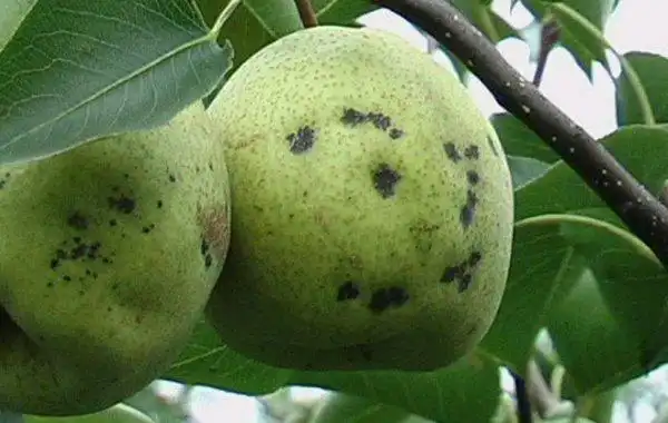 请问梨树这是得了什么病