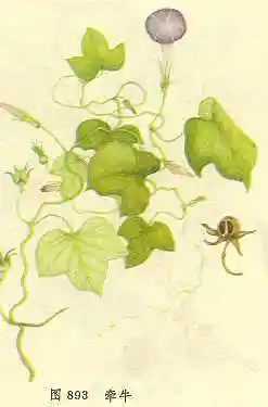牵牛_【中药图谱】中草药图片大全