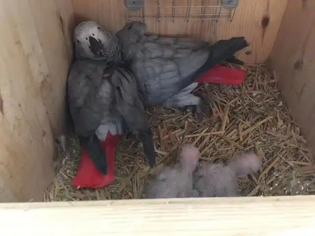 非洲灰鹦鹉繁殖难度大?满足这三个条件,家里灰鹦鹉成灾