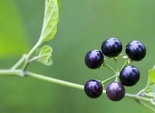 它可不是普通的野果,"名目"就是它的功效之一!