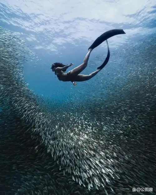 图集:潜水员拍摄的令人惊叹的水下照片