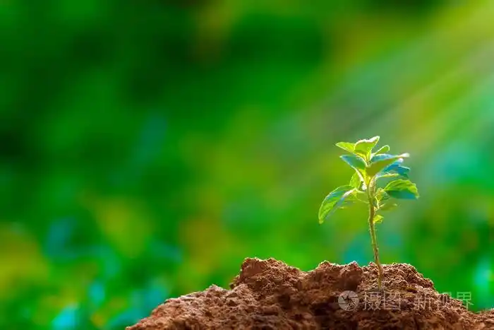 新生长的树苗象征新生命的新希望