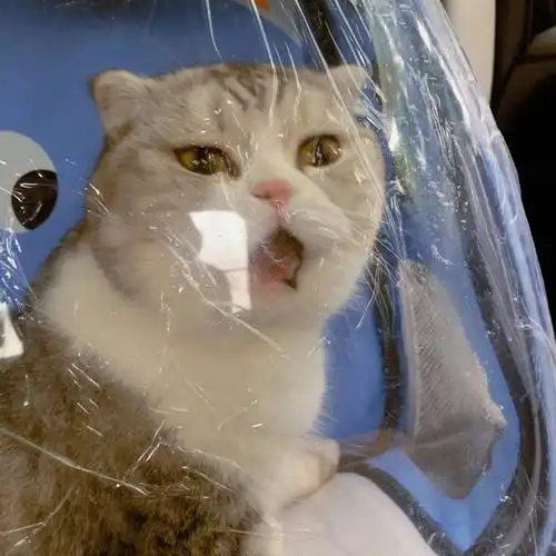 我的小可爱病了好心疼