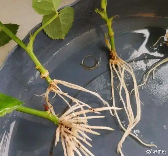 抓住这几点,生根长叶特别快|月季花|水培|枝条_新浪新闻