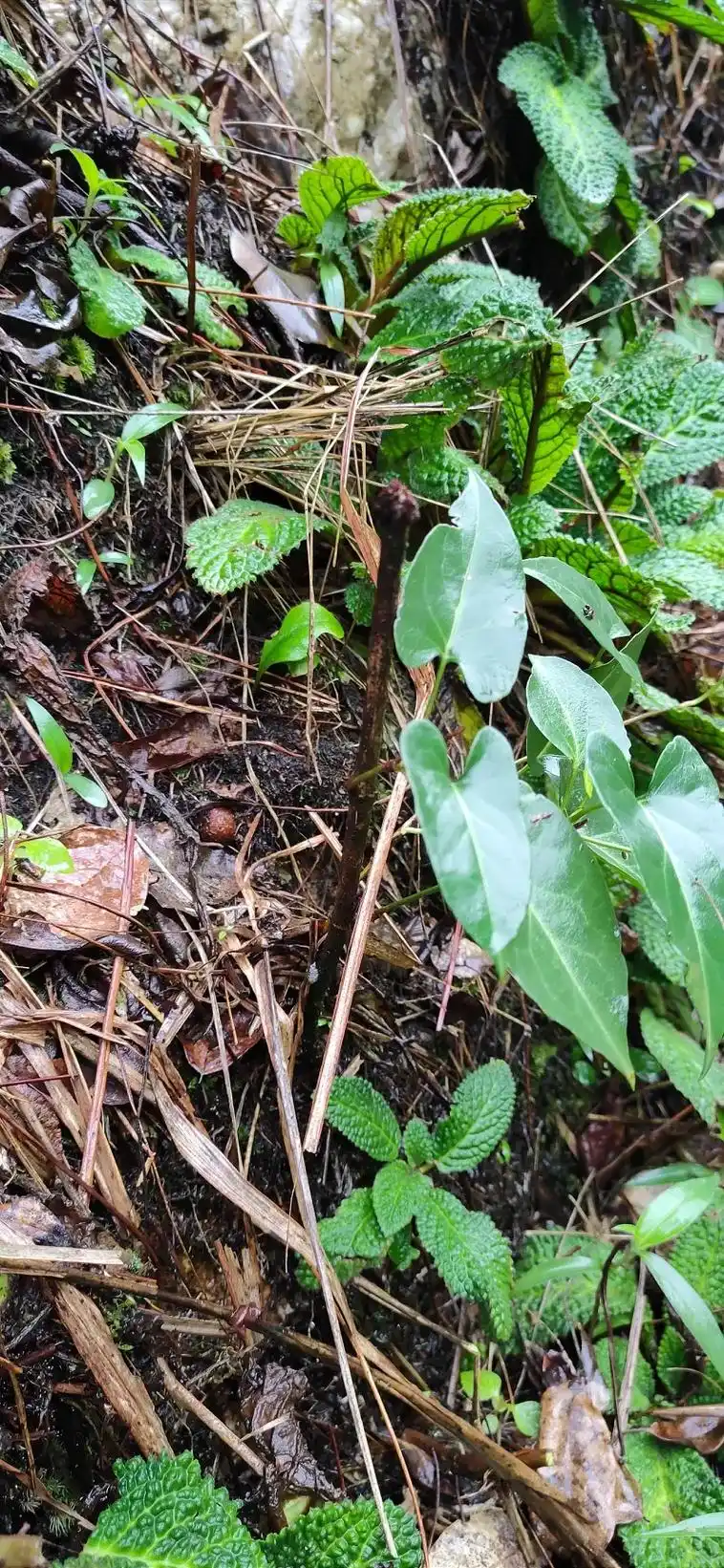 何首乌原来这个样子!#野生药材 #奇花异草 #珍贵药材  - 抖音