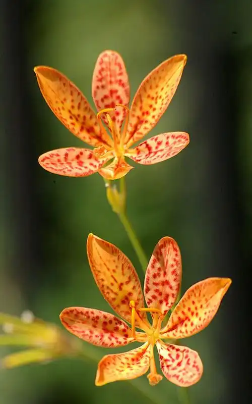 护眼植物花卉图片唯美高清图片18