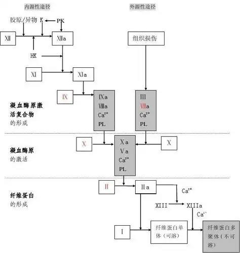 凝血过程示意图
