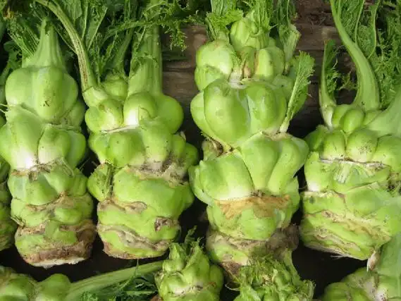 榨菜其实是芥菜brassica juncea的一个茎用变种——茎瘤芥,而芥菜又是