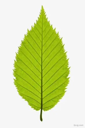 一片叶子png素材透明免抠图片-动植人物