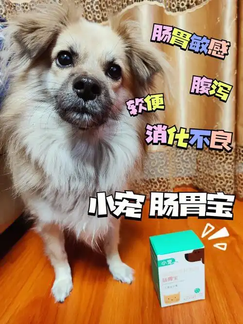 狗狗肠胃敏感家中备点小宠肠胃宝吧