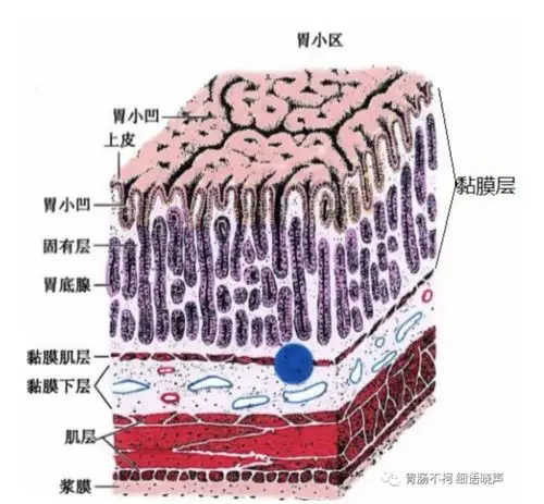 医生眼中的胃壁分层 - 好大夫在线