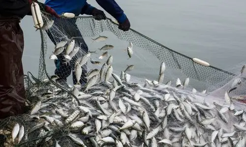 无极4:我们的鱼呼吁欧盟停止过度捕捞