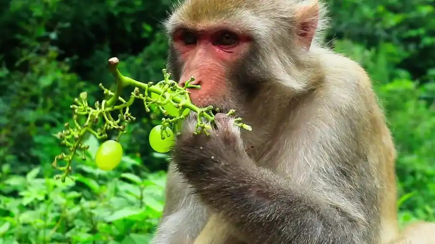 在河南见到了六耳猕猴,足足4000余只,个个双眼皮大眼睛