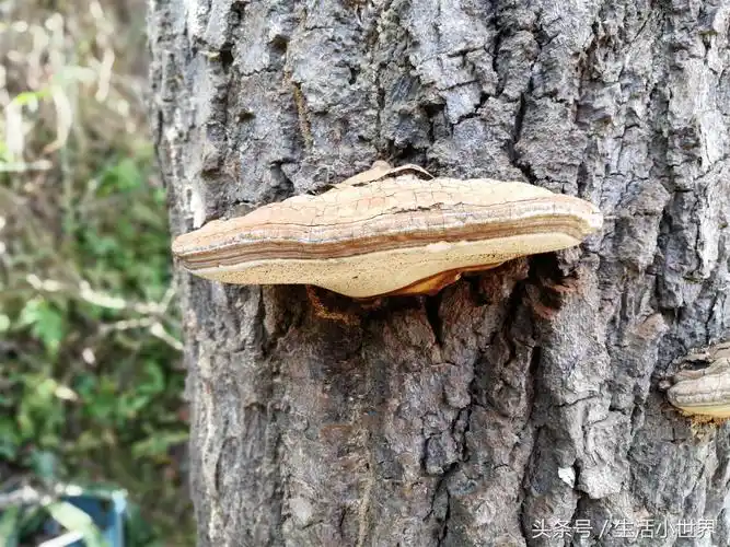 20年的枯树上竟然长出灵芝,有谁知道这个是什么品种吗?