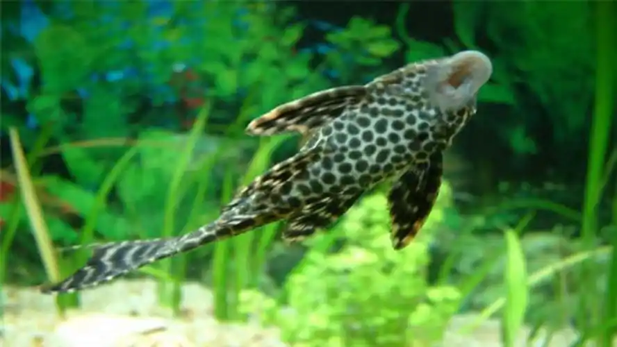 黄金大胡子是清道夫吗