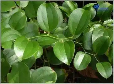 菝葜的功效和作用 菝葜的功效和作用及禁忌