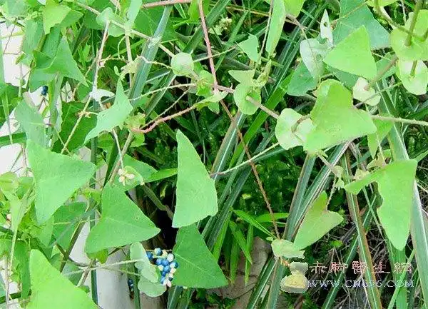 重楼,白芷各半,研末,30g/次,口服,3次/日,治一切蛇咬伤.