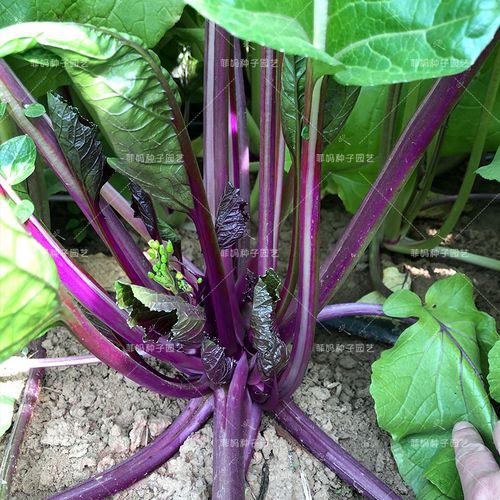 红菜庭院菜种蔬菜四季秋冬春秋阳台薹红芯易种家庭园艺种子