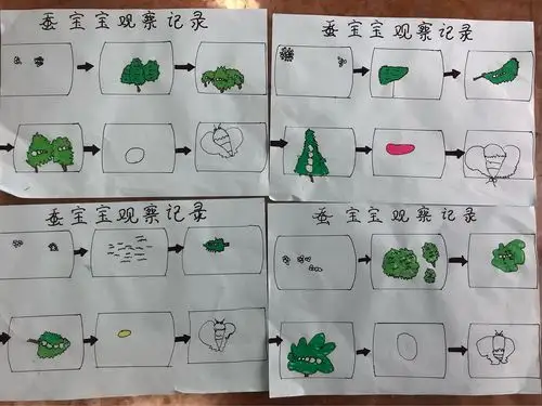 【课程孵化】蚕宝宝的一生(副本)