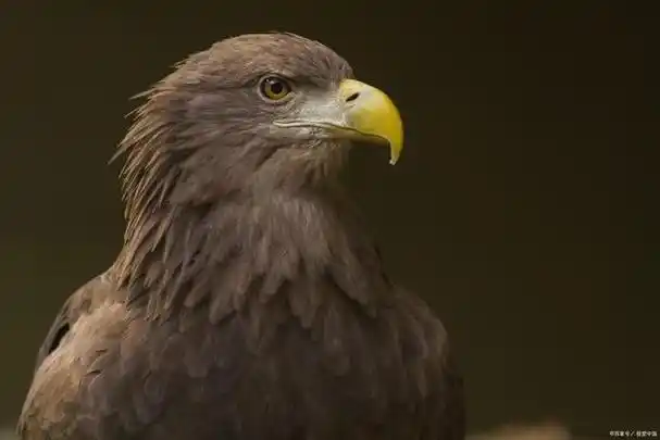 老鹰是一种凶猛的鸟类,它们通常在悬崖或树上筑巢,以狩猎和捕食其他