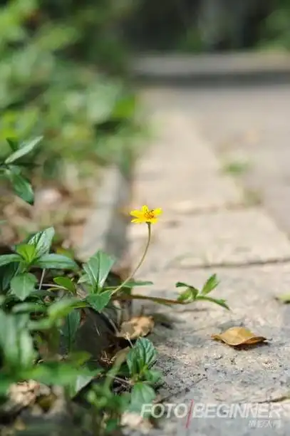 新手必学!3个拍出「浅景深」的技巧!