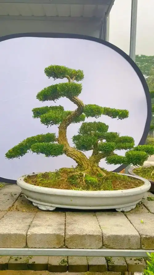 经典老桩 雀舌黄杨盆景