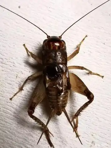 蟋蟀味辛,咸,性温,有毒,它的干燥全体都可以入药,可在每年夏天和秋天