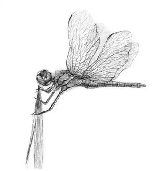 动物素描教程:蜻蜓素描画怎么画?一步一步教你画翩翩起舞的蜻蜓