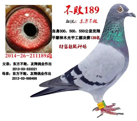 铭 鸽  新鸽上架  推荐铭鸽  定价鸽  信鸽拍卖 黄金配对   网上展厅