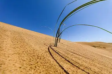 沙漠中的绿树苗_图片大全—全景创意图库(quanjing.