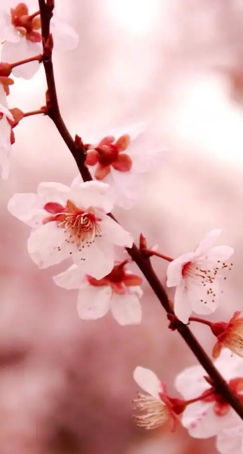 花 有你而美 壁纸