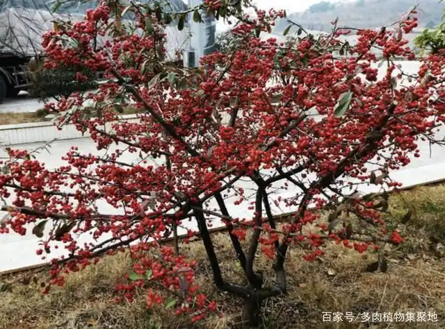 农村山上的1种树,人称"红子刺",是极好的盆景树,如今珍贵!