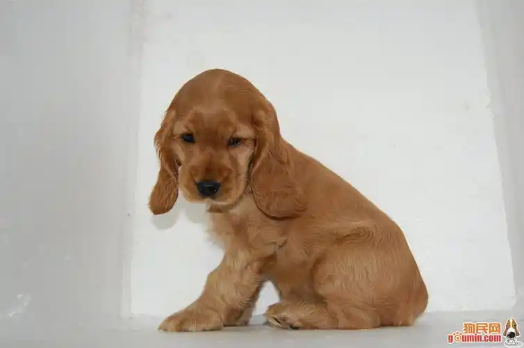 english cocker spaniel)又称 a href="#">确架獚 /a>, a href="#"