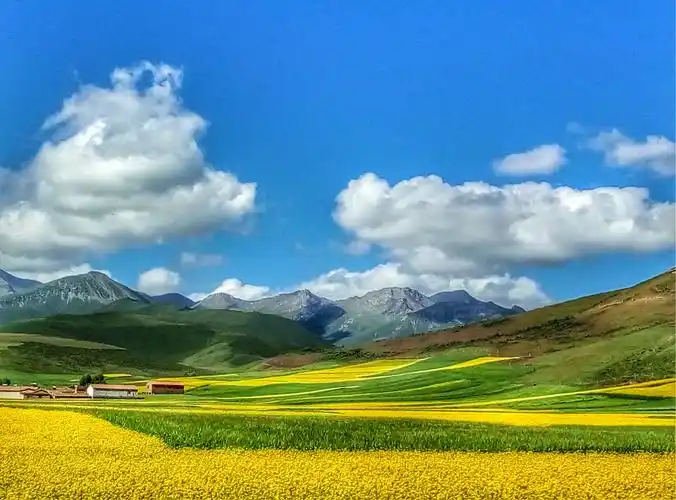 青海 门源油菜花