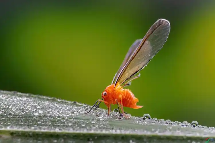 红袖蜡蝉【贺获首页精华】