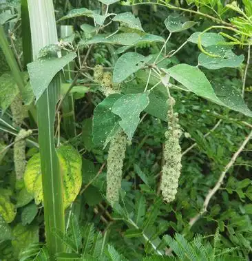 白背叶根野生20斤