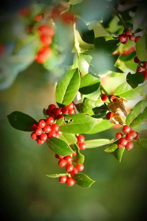 鲜红色的果实格外醒目