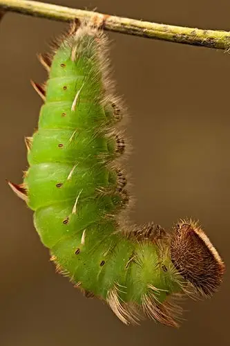毛毛虫图片_毛毛虫图片大全_全景图片