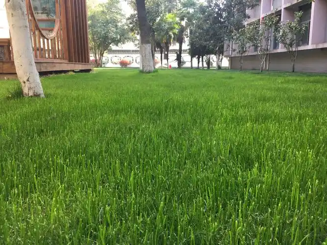 新栽植绿化草坪