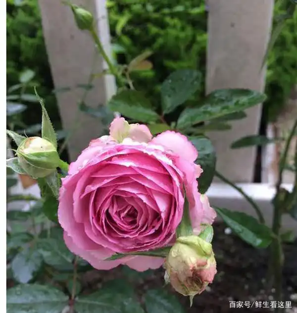 薰衣草蕾丝月季是什么花?