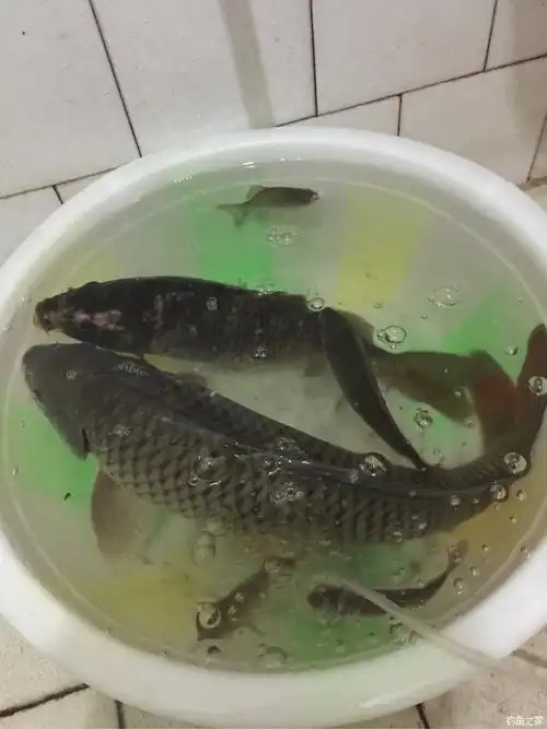 论坛 渔获战报 二桥野钓大鲤 自制饵料钓鲤鱼 时  间: 2016年09月17日