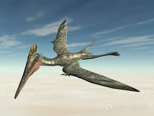 翼龙pterodactylus
