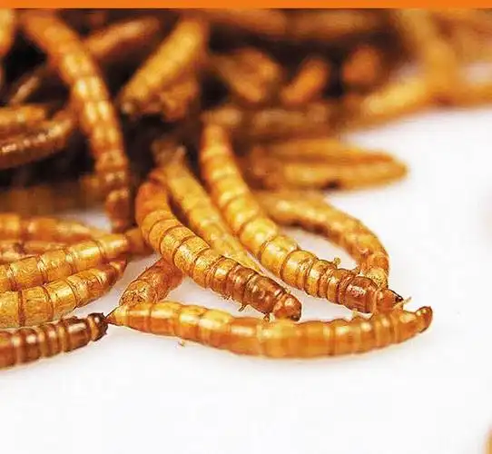 大麦虫即食香辣油炸新鲜现做黄金虫面包虫大麦虫昆虫虫子美食 孜然