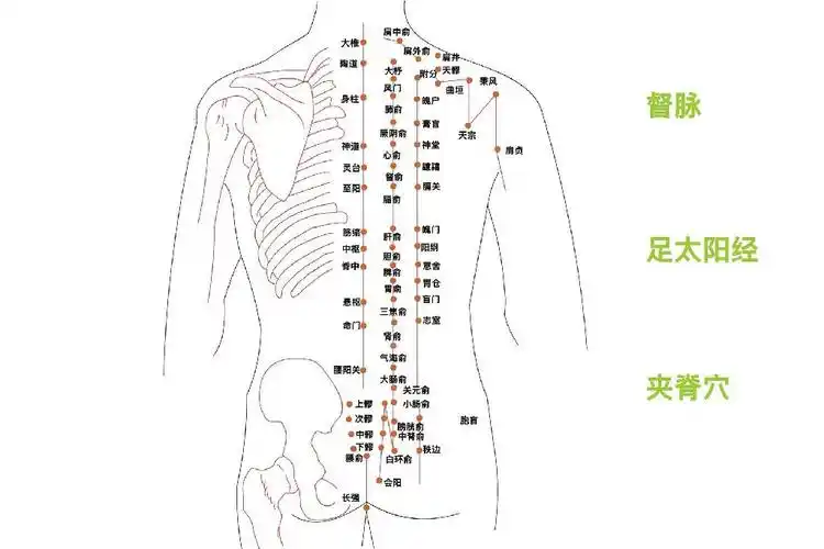 人体按摩背部经络图_互联健康