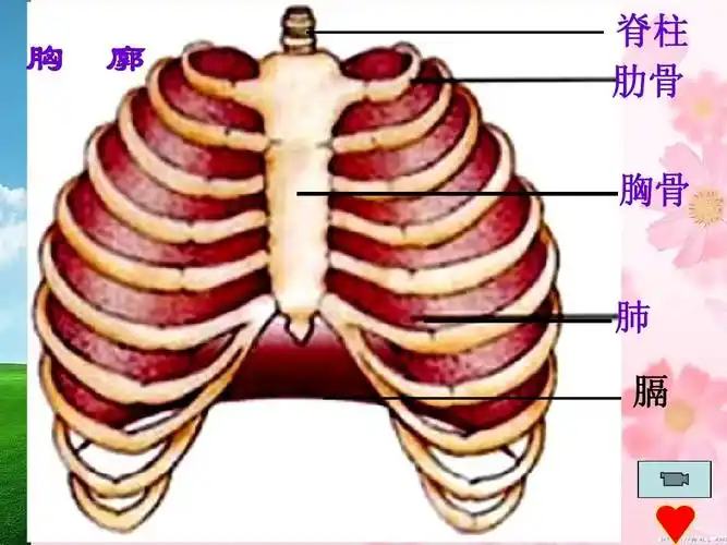 人体细胞获得氧气的过程 2ppt