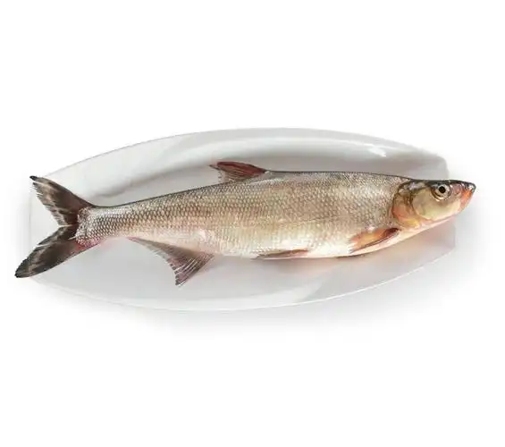 丹江口翘嘴鲌鱼(10条)